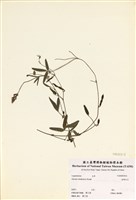 藏品(澎湖大豆)的圖片